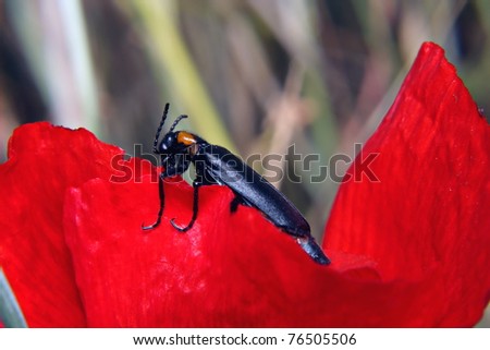 black Blister beetle on red petal