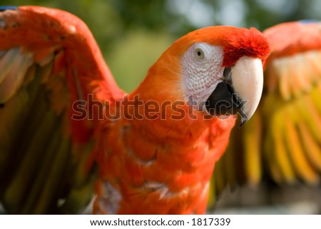 Brightly Colored Parrots