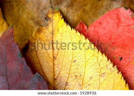 A collage autumn color leaves made of three leaves of different colors against a background of a old brown dead leaf.  Image shows the beauty of death and change in nature from the cycle of seasons.