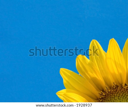 A partial image of a sunflower peaks out of the one corner from a blue background.