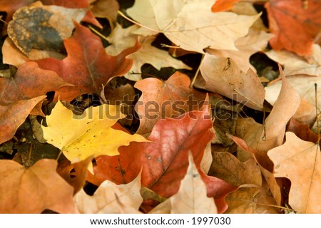 An autumn leaves background image with one yellow leaf surrounded by red, orange and brown leaves
