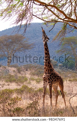 Giraffe sticks its tongue out