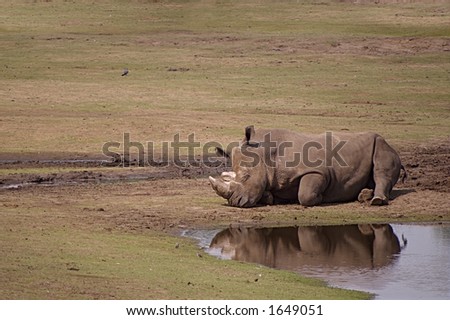 Cute sleeping rhino