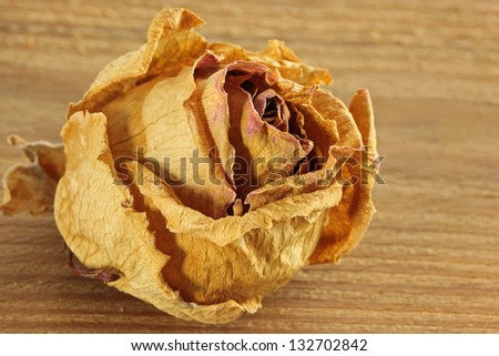 a wilted rose