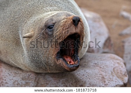 Yelling fur seal-Arctocephalus pusillus-at cape cross-skeleton coast-namibia