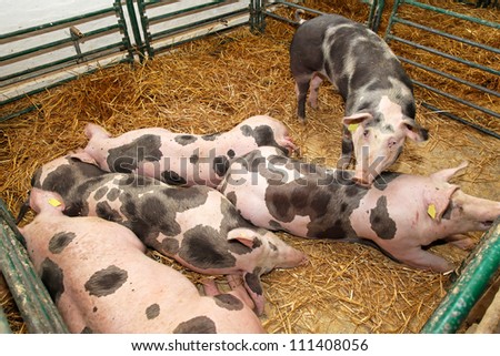Several big pigs in pen at farm