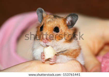 Small pet hamster holding piece of cheese