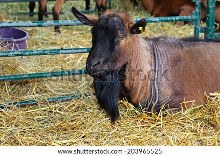 Big buck goat in pen at farm