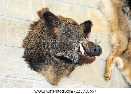 Big head of wild hog pig at wall