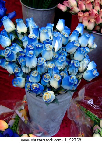 Buckets of dozens of roses in blue and white colors on a table
