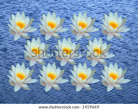 Bunch of water lily on blue water
