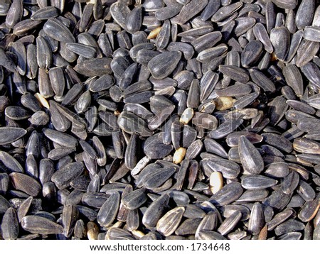 Pile of sunflower seeds close-up