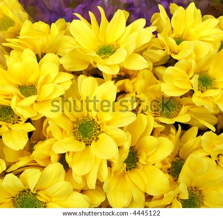 Bunch of vibrant yellow carnation bouquet background