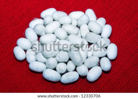 Bunch of white silk worm in cocoon