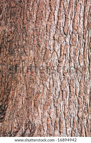 Background of tree cortex rough surface texture