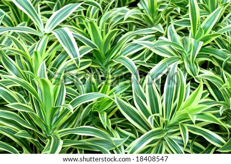 Background of green plant with long leaves