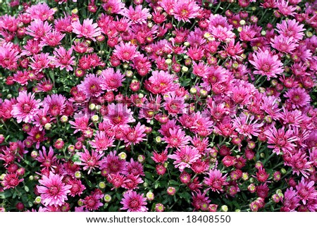 Natural background of purple flowers pattern texture