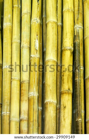 Close up shot of green bamboo sticks