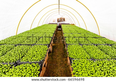 Spacious vegetable green house under plastic covers