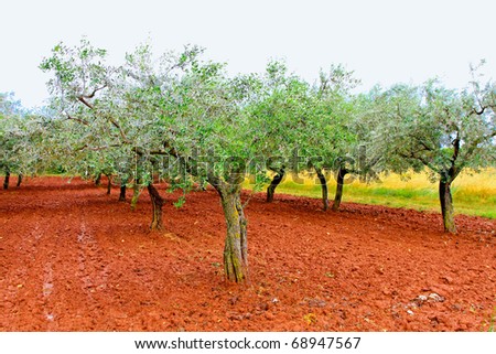 Old olive tree plantation in country side