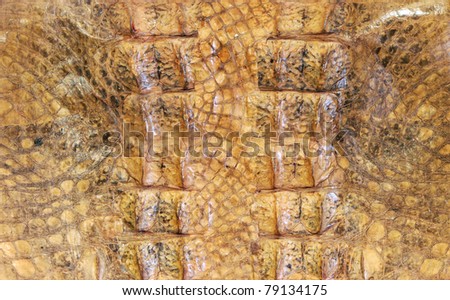 Detail brown animal pattern of crocodile skin