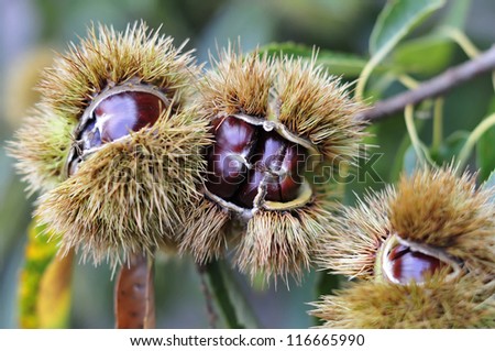 Close-up of edible sweet chestnuts