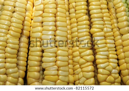 Close-up of a maize cob - all bright grains