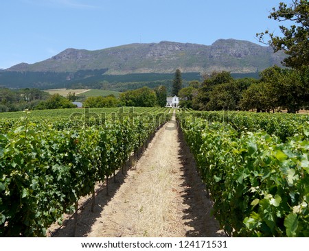 grape farm near cape town, south africa