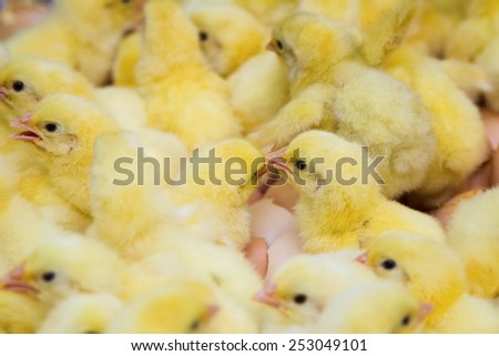 Newly hatched chicks on a chicken farm