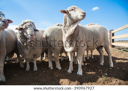 A herd of sheep on the farm, sunny autumn day