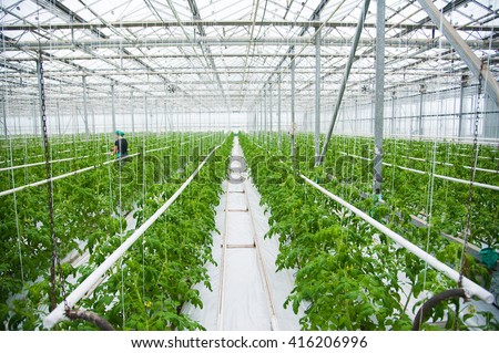 Tomatoes ripening on hanging stalk in greenhouse