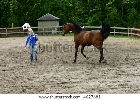 Woman and arabian horse in arena, showing horse at liberty