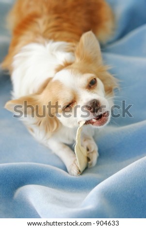 A chihuahua eating a dog treat.A bowl of delicious almonds.