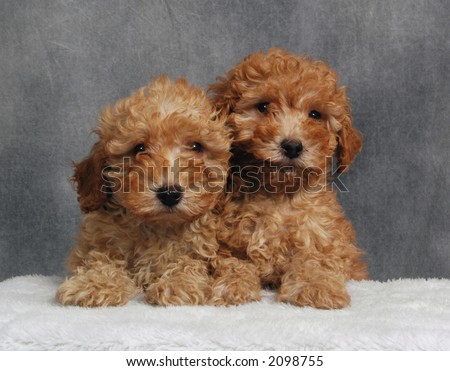 Poodle Puppies on Toy Poodle Puppies Stock Photo 2098755   Shutterstock