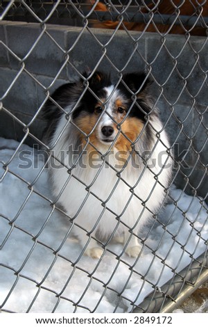 A Kennel