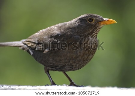 Female common Blackbird in front of green background