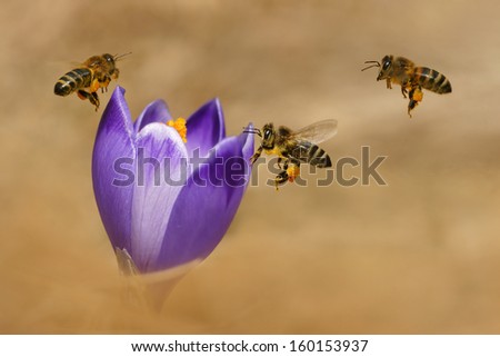 Honeybees (Apis mellifera), bees flying over the crocuses in the spring on a mountain meadow in the Tatra Mountains, Poland