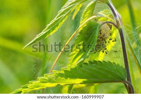 Spider, cocoon with small spiders, veins made between the leaves of nettle