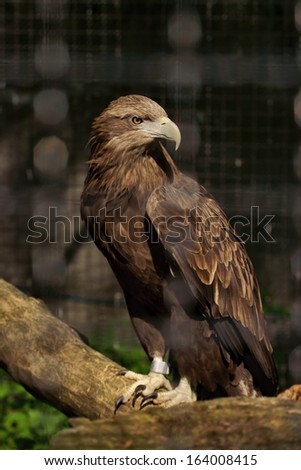 White-tailed Eagle (Haliaeetus albicilla), bird in a cage
