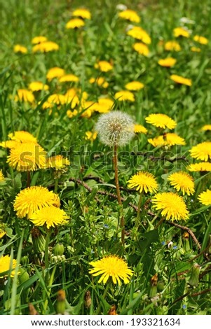 Dandelion (Taraxacum officinale), flowers in the meadow, spring. A dandelion flower head composed of hundreds of smaller florets and seed head