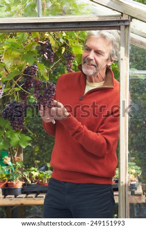 Mature Man Cultivating Grapes In Greenhouse