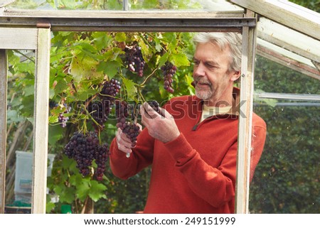 Mature Man Cultivating Grapes In Greenhouse