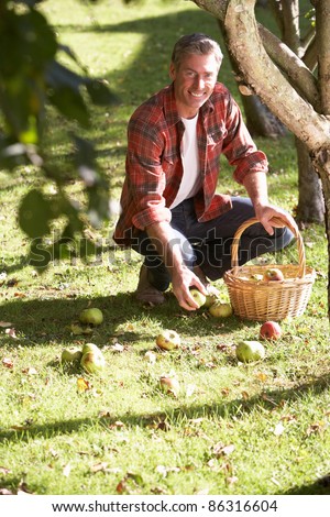 Man collecting apples off the ground