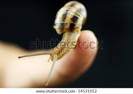 Snail trying to escape from the Human finger