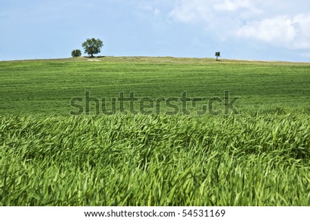 Wheat Plantation with wavy foreground caused by wind