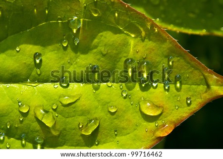 Macro of droplets on wet sunlit green leave: dew point.