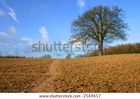 Lone tree in a brown ploughed farmers field in winter