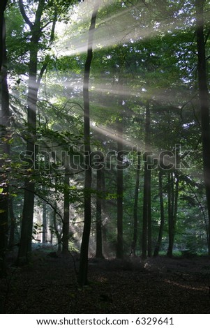 Atmospheric low light image of early morning sunlight bursting through the tree canopy to reach the forest floor. Taken on a misty morning.