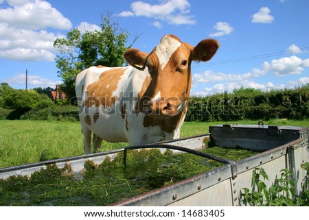 A Jersey cow comes to drink water at the drinking trough