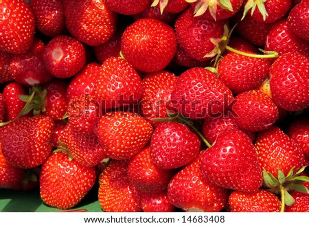 Close crop shot of a harvest of bright red strawberries